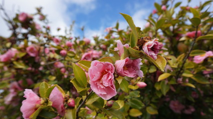 flowers in garden