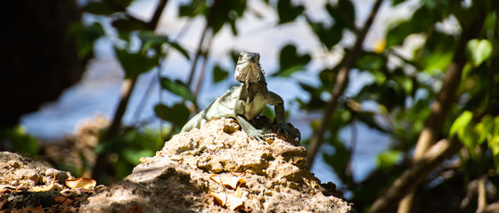 Iguane Ilet du Gosier Guadeloupe France