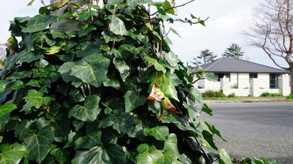 plants in greenhouse