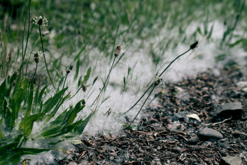 Dandelions in Grass