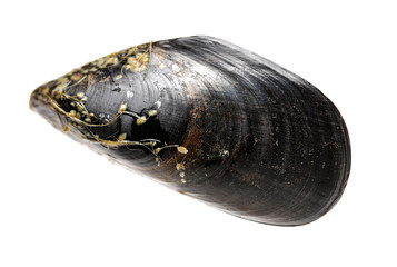 Mussels in white background. Shelled, plural.