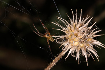 Distel mit Spinnennetz und Spinne