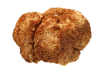 Hericium erinaceus. © zcy