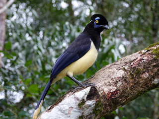 Plush-crested Jay or Cyanocorax chrysops bird in the forest of Iguazu Falls National Park, Puerto Iguazu, Argentina