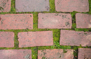 Moss grows between weathered red bricks
