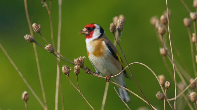 European goldfinch (Carduelis carduelis) foraging on seeds