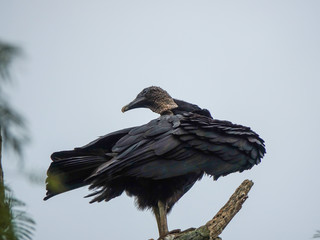 Condor Patagonico in Misiones, Argentina