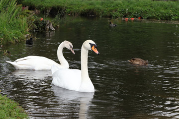 Swans on the autumn lake. Dad swan and his son swim in the pond, preserving the environment, protecting nature.
