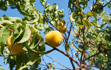 yellow peach on the tree