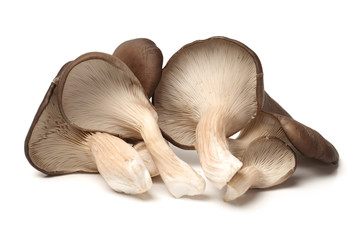 Fototapeta na wymiar Pleurotus mushroom