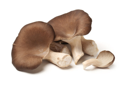 Pleurotus Mushroom