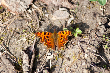 C Falter, Schmetterling Polygonia c album