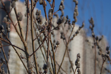 Palm buds