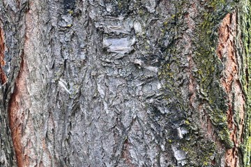Close up view on very detailed tree bark texture in high resolution