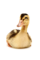 Funny duckling of a wild duck on a white background. Cute, furry.