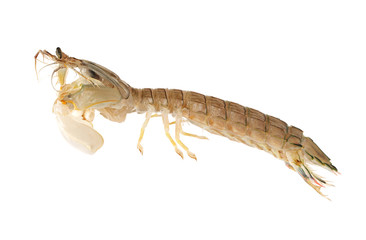 Obraz na płótnie Canvas Mantis Shrimp