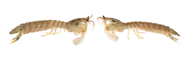 Naklejka premium Mantis Shrimp