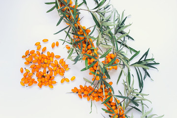 Branch of sea buckthorn plant and pile heap of collected orange berries on white background.