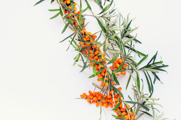 Branch of sea buckthorn plant with orange berries on white background with copy blank space.