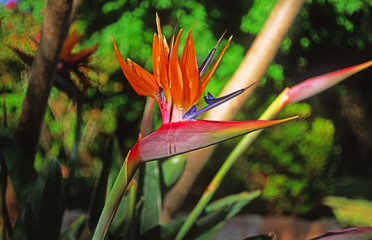 A weeping Bird of Paradise. (Strelitzia).