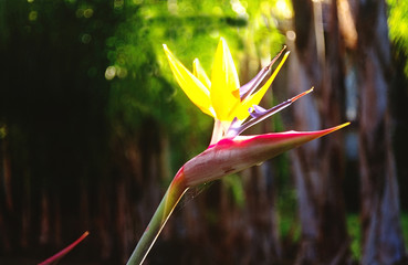 A yellow crested Bird of Paradise lifting its beautiful head.