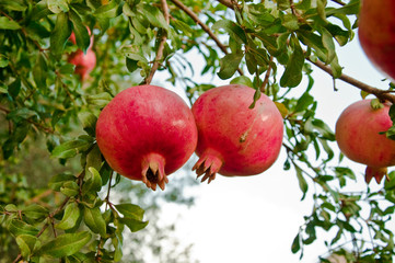 Pomegranate Hanging On Branch, pomegranates  harvest in the orchard