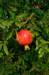Pomegranate Hanging On Branch, pomegranates  harvest in the orchard