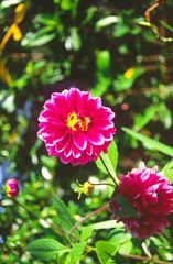 Dahlias in my summer garden.