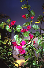 Bougainvillia in the evening.