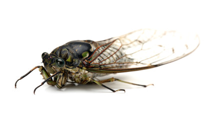 cicada insect isolated on white background