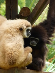 Obraz premium Monkeys friends together