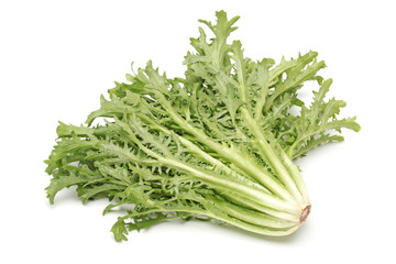 Chicory or catalogna, italian salad isolated on white background