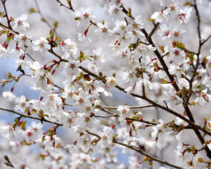 満開の大島桜