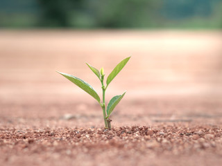 young baby plants growing in germination sequence on fertile soil