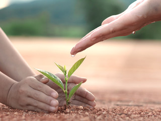 Hand nurturing and watering young baby plants growing in germination sequence on fertile soil at...