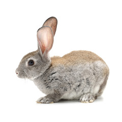 Grey rabbit. Detail, fluffy.