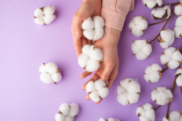 well-groomed female hands with white delicate cotton flowers with space for design, on a purple background