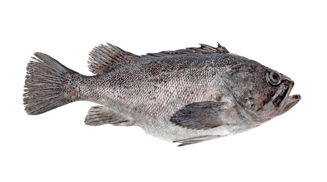 Fresh Grouper on white background