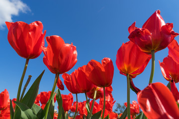 Red tulip season in spring