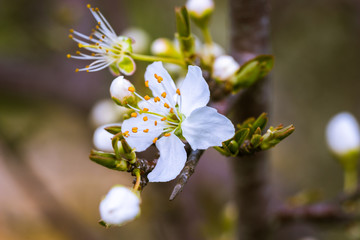 Melastome family flower blossoming in spring
