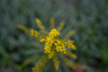 yellow flower in the garden for background