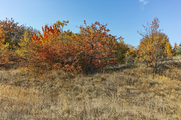 Fototapeta premium Autumn view of Cherna Gora (Monte Negro) mountain, Bulgaria
