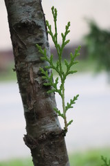 lizard on tree