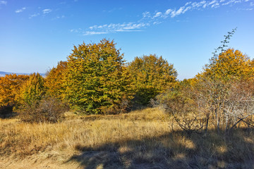 Fototapeta premium Autumn view of Cherna Gora (Monte Negro) mountain, Bulgaria