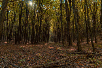 morning sun rise peaceful time in golden autumn forest scenic natural environment with narrow alley passage between smooth trees