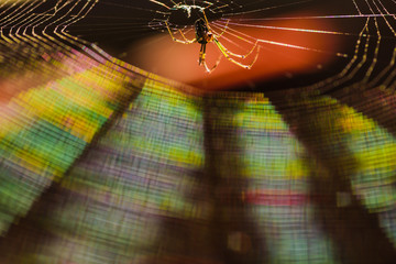 虹色に輝く蜘蛛の糸