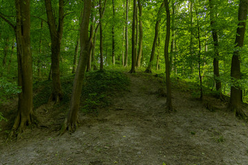 Fototapeta premium dense green foliage of summer deep mountain forest nature scenery landscape fresh air environment in slightly twilight shadow from trees