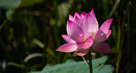 Obraz premium Closeup beautiful sweet pink Lotus flower ( Water Lily ) isolated on blurred background in the bright sunny day..