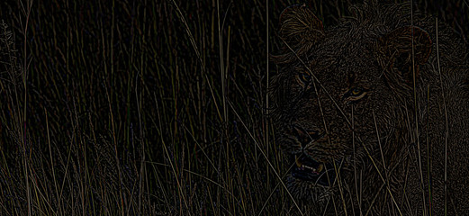 Lion in Black