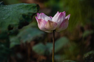 Beautiful pink Lotus flower ( Water Lily) blooming among green leaves with waterdrops and blurred background.
